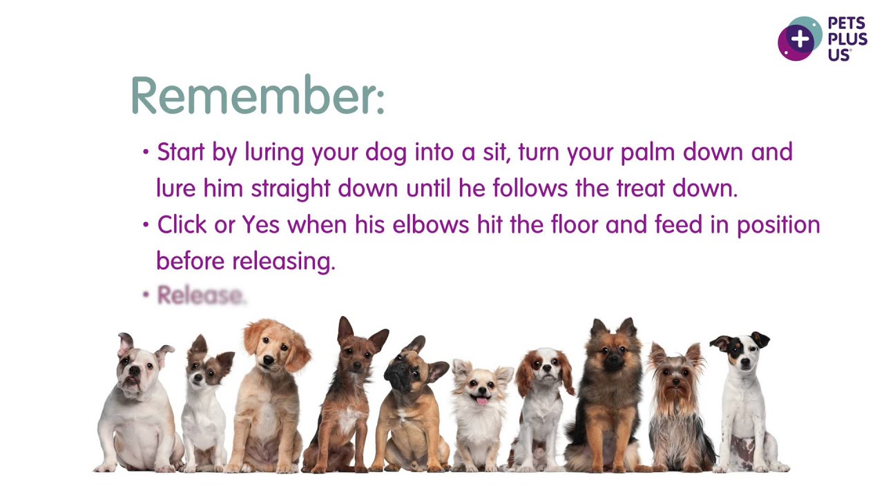 How to Teach Your Dog to Lay Down YouTube