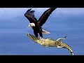 Live: Eagle Attacks 2018 - Most Amazing Moments Of Wild Animal Fights! Wild Discovery Animals 2018