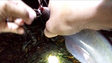 KGQT-CẮM CÂU CÁ TRÊ MÙA NƯỚC NỔI-Cái kết có hậu cho thanh niên