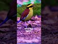 Borneo Banded Pitta captivates both ornithologists and nature lovers alike.