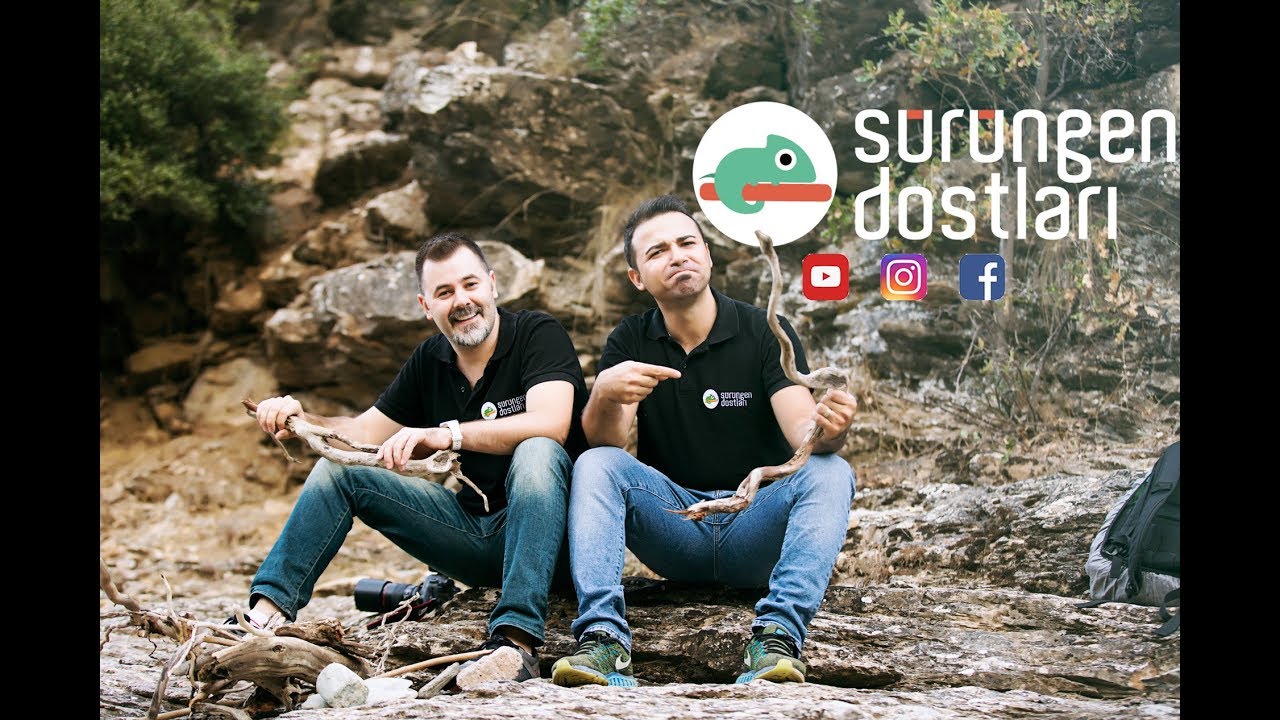 http://bukalemun.biz Sürüngenler için doğadan teraryum dekoru toplama [ Doğa yürüyüşü ]