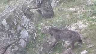 Pelea Linces Andújar Diciembre 2014