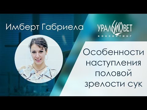 Особенности наступления половой зрелости сук. Имберт Габриела #убвк_репродуктология