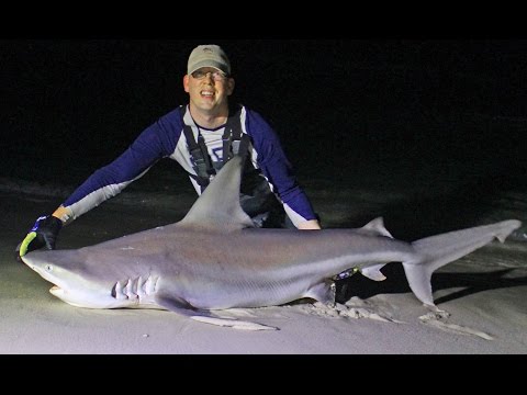Shark fishing from