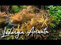 Ludwigia Arcuata: how to grow