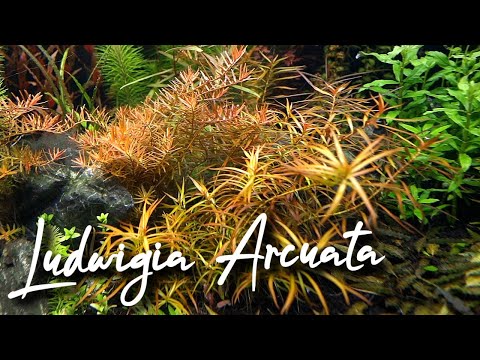 Vídeo: Ludwigia Elegante Arqueada