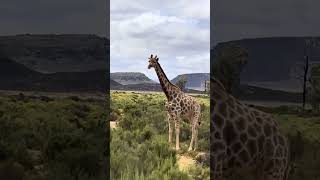 Graceful Giraffe at Aquila Game Reserve