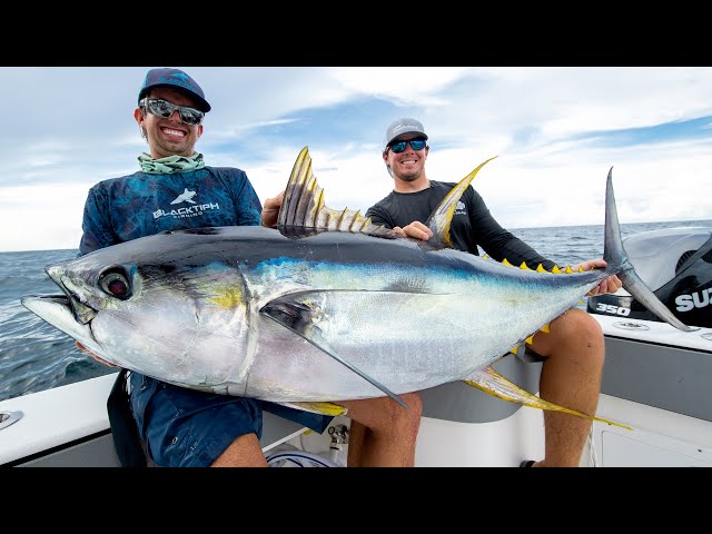 Masverin Online on X: #Handline #Yellowfin #Tuna #fishing in