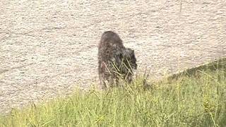 Hand Standing Dog That Pees