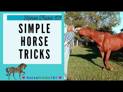 Simple Horse Tricks