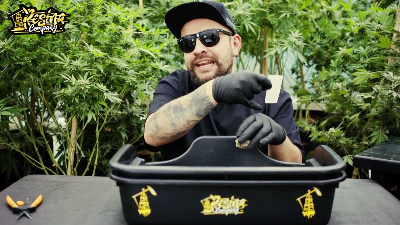 ¿Cómo tiene que estar mi marihuana para hacer Rosin?