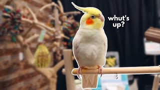 Watch Me Survive My Crazy First Week with Clyde the Cockatiel