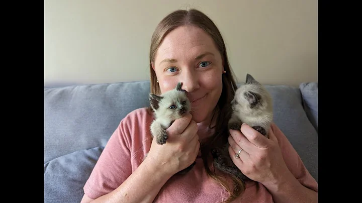 New & Improved! Teaching 4 to 5 week old kittens how to eat