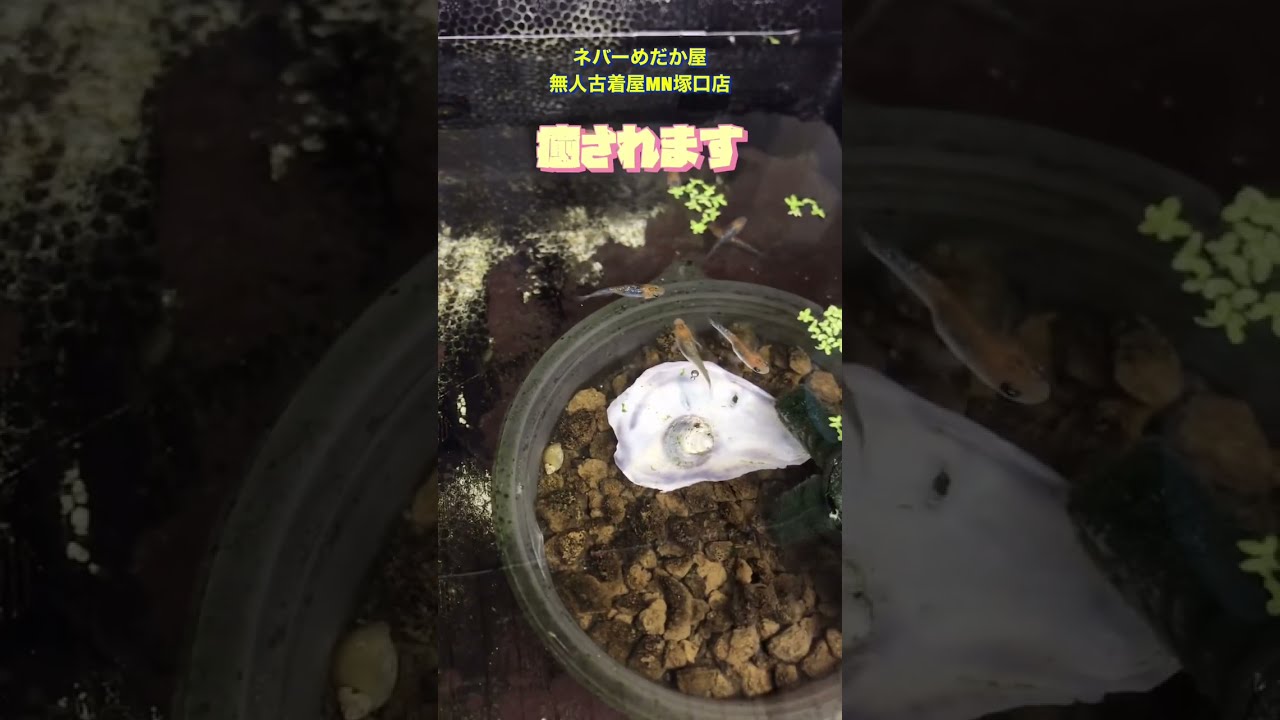 プレミアムめだかが買える「ネバーめだか屋」（兵庫県神戸市北区