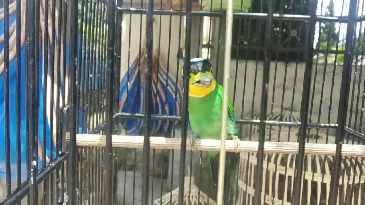 BURUNG MADI INJAP \ LONG TAILED | SUARA BURUNG MADI INJAP / LONG TAILED