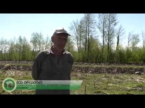 შპს „მექანიზატორი\" სამტრედია, სოფელი ჭაგანი