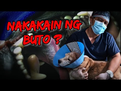 Video: Ano Ang Gagawin Ko Kung Ang Aking Aso Ay Nakakain Ng Isang Bone Ng Manok?