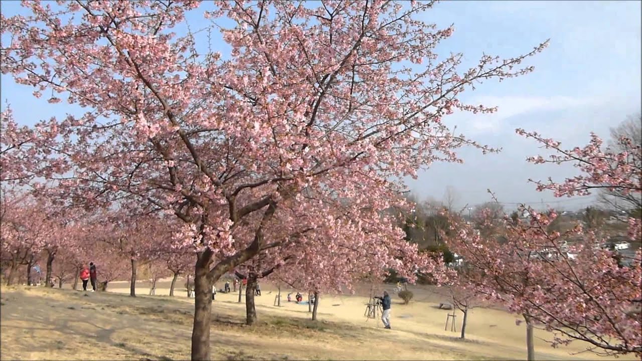 2015年 いせさき市民のもり公園の河津桜 Youtube