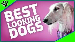 What Are the Best Looking Dogs in the World?  Dogs 101