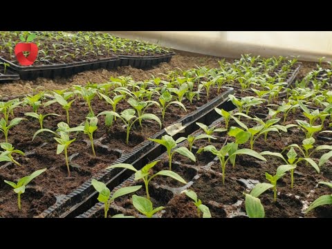 Video: Shpjegohen vazot e bimëve të fidanishteve: Si përcaktohen dhe përdoren madhësitë e vazove për fidanishte