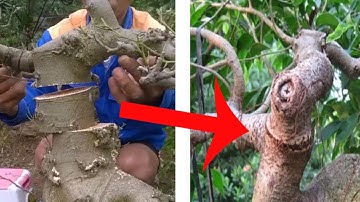 Kỹ thuật ghép đoạn cành rút ngắn thời gian làm cây