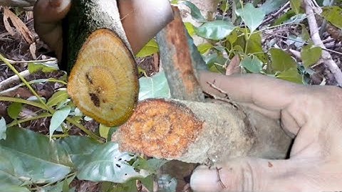 Dây gắm đỏ nhận biết tác dụng. thaoduocviet