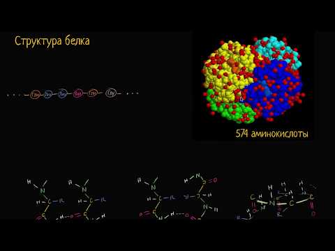 Обзор структуры белка (видео 10) | Макромолекулы  | Биология