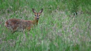 Wildlife photography - Fata in fata cu o caprioara (capreolus-capreolus) in Natura.(fara trepied)