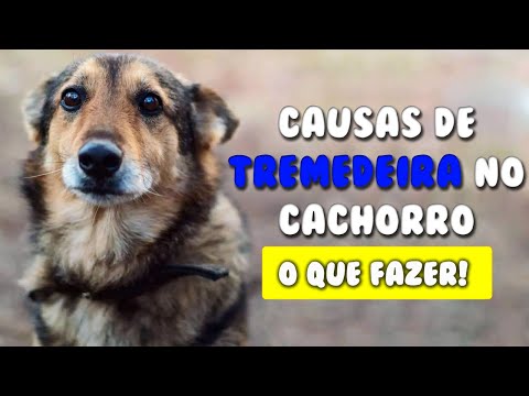 Vídeo: Como fazer com que os corgis parem de latir