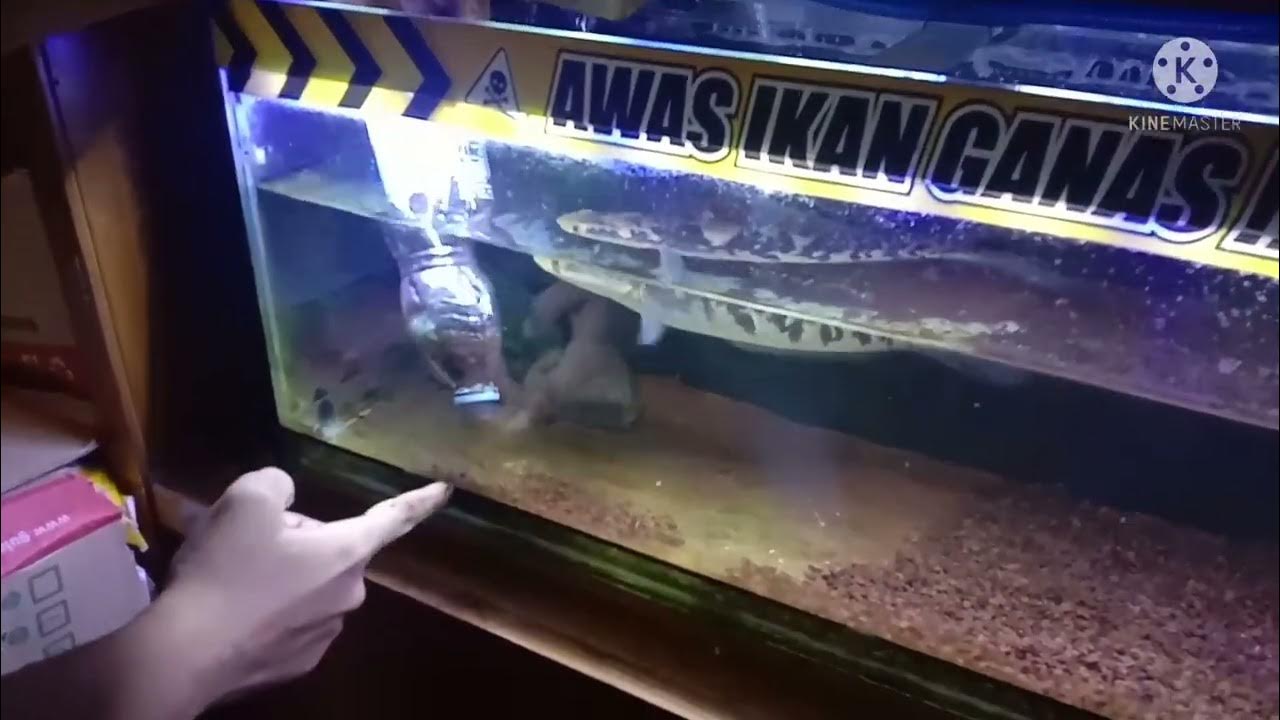 Cara Memasukan Pasir Malang Ke Dalam Aquarium Ada Air Dan Ikannya - YouTube