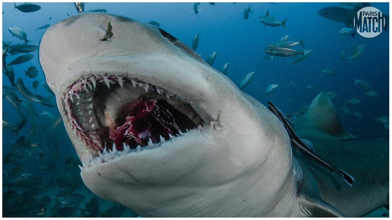 Опасные рыбы океанов. Акула людоед индийского океана. Кархародон МЕГАЛОДОН. Самые опасные акулы для человека.