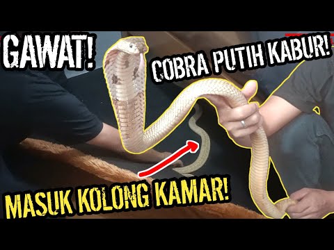 4ertik.ru: Mast jojalar ishtirokidagi porno tomosha qiling