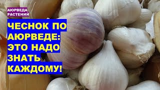 видео: Чеснок по аюрведе: что нужно знать каждому! картинка: Чеснок по аюрведе: что нужно знать каждому!