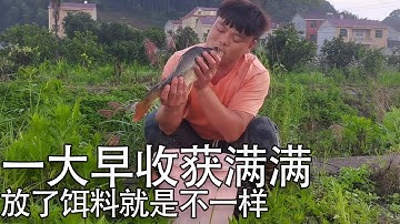 小伙一早收获满满，放了饵料就是不一样，收获一条大鲤鱼【螃爷Pang】