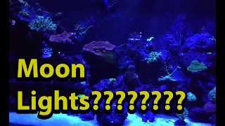 Reef Tank Moon Lights \\ Do You Run Them ? Do You Need Them ?