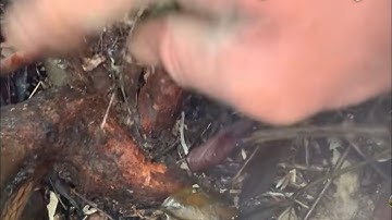 Vào rừng xem cây gặp Sim khủng❤️