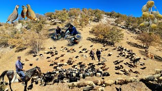 Nomadic migration: An amazing journey from the plains to the peaks with nomadic shepherds