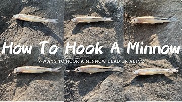 How To Hook A Minnow 7 Ways - Seven Best Ways To Hook A Minnow Dead Or Alive