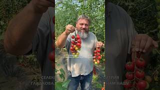 Розовый томат-черри ПИНК ХАНИ #садыроссии #семена #томаты #помидоры