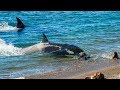 Orca Sneak Attacks