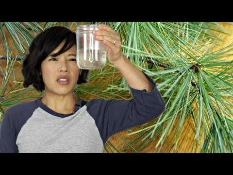 Video: How To Use Pine Needles For Cooking