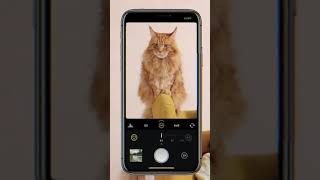 Cat Scanner App-Identify Cats Breed screenshot 1