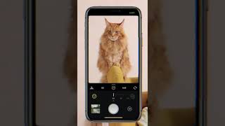 Cat Scanner App-Identify Cats Breed