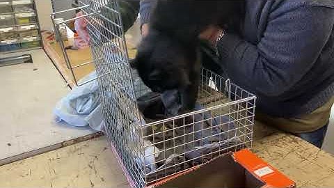 Rehoming Laszlo, a gorgeous community cat