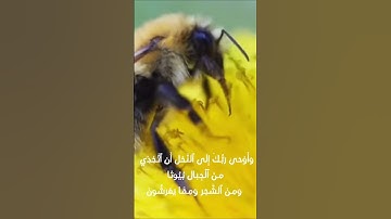 سورة النحل | الآية ٦٨ - و لله في خلقه شؤون