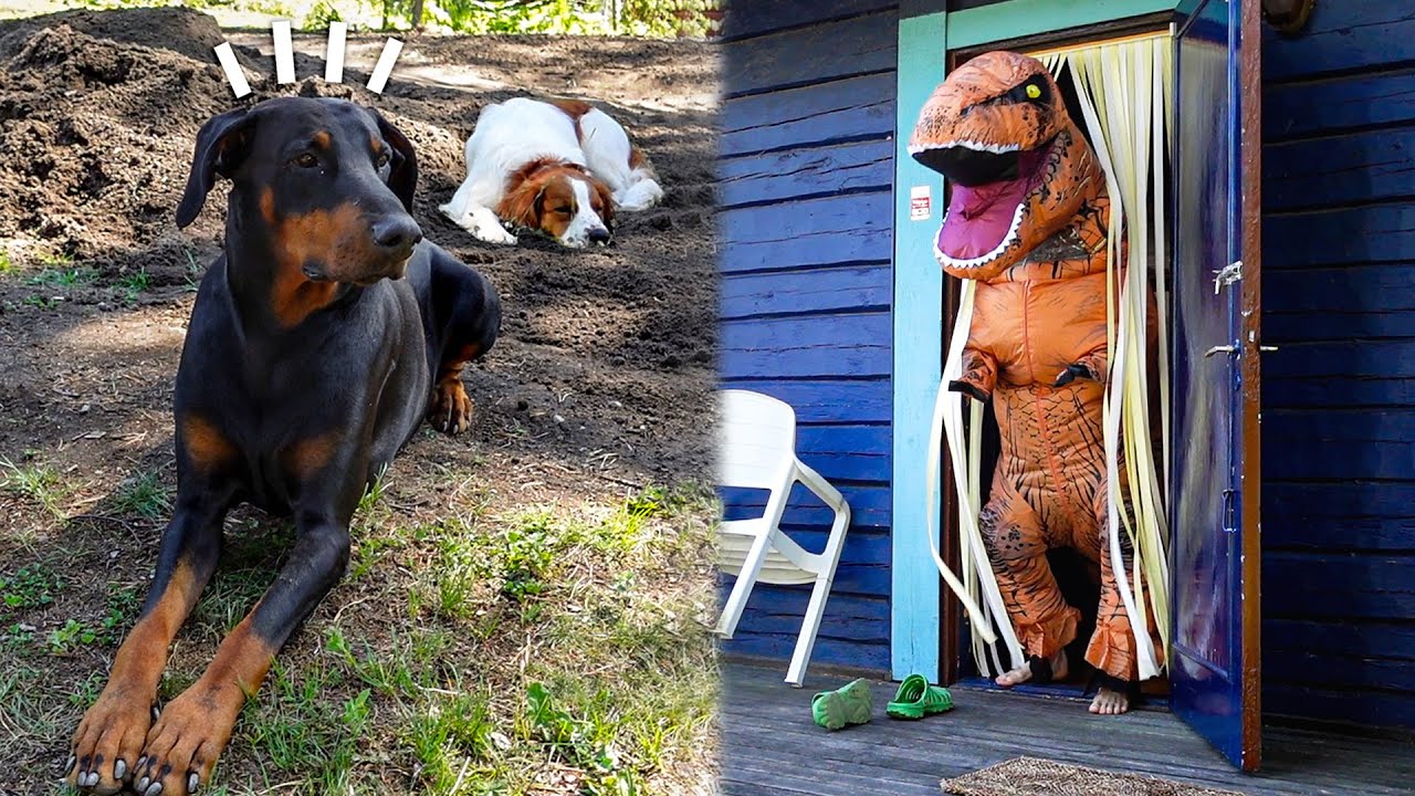 Koirat ei tykänny mun uudesta dinosaurus-asusta..