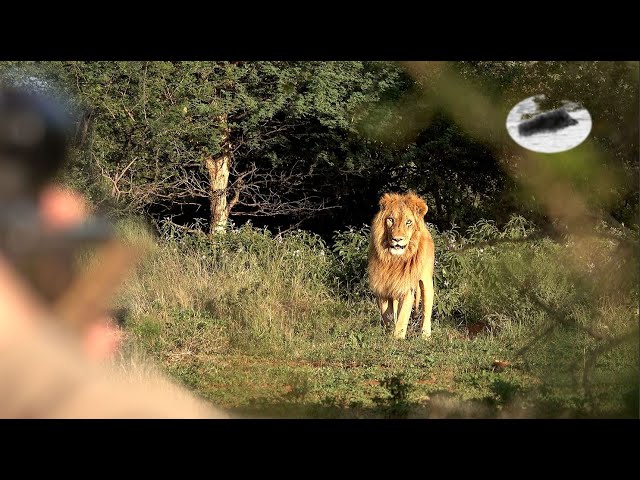 Lion charge on hunters - hunting in  South Africa - Big five hunting class=