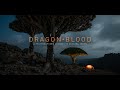 Dragon Blood - A Photographer's Journey to Socotra, Yemen