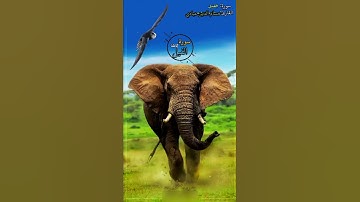 قران الكريم_سورة الفيل_حسام الدين عبادي