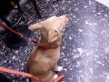 【帝塚山ハウンドカム】犬のしつけ チョークカラーの使い方